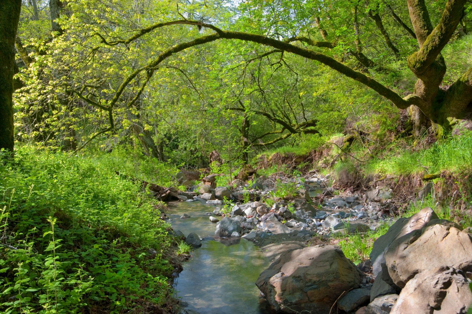 A group of people walk up a dirt path towards a tree-covered hill. 